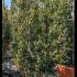 Ilex Crenata Hedge  1.2 m buy online UK.