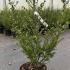 ilecremaxhedge 50-60 cm buy online UK.