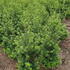 ilecremaxhedge 60-80 cm buy online UK.