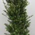 ilecremaxhedge 1.25-1.5 m buy online UK.