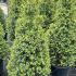 Ilex Crenata - Japanese Holly Cone 1.2-1.4 m buy online UK.