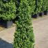 Ilex Crenata - Japanese Holly Cone 80-90 cm buy online UK.