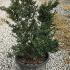 Ilex Crenata Kinme Japanese Holly Shrubs 40-60 cm buy online UK.