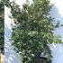 Ilex Crenata Kinme Japanese Holly Shrubs 1-1.25 m buy online UK.