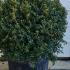 Ilex Crenata Kinme Japanese Holly Topiary Globes 40-50 cm buy online UK.