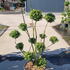 ilexcreponponbon 1.25-1.5 m buy online UK.