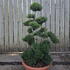 ilexcreponponbon 1.3-1.4 m buy online UK.