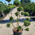 ilexcreponponbon 1.5-1.75 m buy online UK.