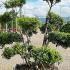 Ilex Crenata Pom Pom Bonsai 70-90 cm buy online UK.
