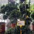 Ilex Crenata Pom Pom Bonsai 1.1-1.3 m buy online UK.