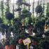 Ilex Crenata Pom Pom Bonsai 1.4-1.6 m buy online UK.