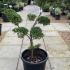 ilexcreponponbon 80-100 cm buy online UK.