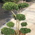 ilexcreponponbon 1-1.2 m buy online UK.