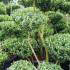 Ilex Crenata Pom Pom Bonsai (Topiary Pom Pom or 
Japanese Holly Pom Pom).
