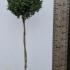 Ilex Crenata Quarter and Half Standard Lollipops 1.2-1.3 m buy online UK.