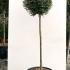Ilex Crenata Quarter and Half Standard Lollipops 1.3-1.4 m buy online UK.