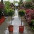 Ilex Crenata Half Standard Lollipop