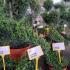 Ilex Crenata Spiral 1.2-1.3 m buy online UK.