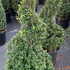 ilexcrenataspiral 1-1.2 m buy online UK.