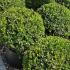 Ilex Crenata Stokes shaped as a topiary ball or globe, neat round shape, slow growing and easy to maintain - buy Topiary Globes online UK delivery.