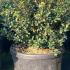 Ilex Crenata Stokes Topiary Balls 30-35 cm buy online UK.
