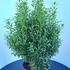 iggb 80-100 cm buy online UK.