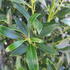 Ilex Glabra Gem Box