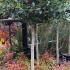 Ilex Aquifolium holly topiary trees for sale at our London garden centre, UK