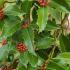 Ilex X Koehneana Chestnut Leaf Holly 