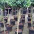 ilex Crenata Maxima Topiary Lollipop Trees buy from our UK plant centre online.