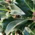Ilex Meserveae Blue Angel Holly hedging plants for sale online buy UK