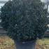 Ilex Meserveae Blue Angel Holly 80-100 cm buy online UK.