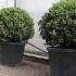 Ilex Meserveae Blue Angel Topiary 80-100 cm buy online UK.