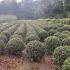 Ilex Meserveae Blue Angel Topiary 70-80 cm buy online UK.
