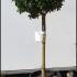 Ilex Meserveae Blue Maid 1.2 m buy online UK.