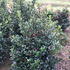 ilexmesblumaidhedge 60-80 cm buy online UK.