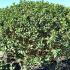 Ilex Meserveae Blue Prince Globe 1.2-1.4 m buy online UK.
