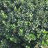 Ilex Meserveae Blue Prince Globe 60-70 cm buy online UK.