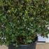 Ilex Meserveae Blue Prince Globe 70-80 cm buy online UK.