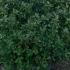 Ilex Meserveae Blue Prince Globe 80-100 cm buy online UK.