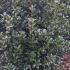 Ilex Meserveae Blue Prince Shrub 60-80 cm buy online UK.