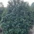 Ilex Meserveae Blue Princess 2-2.5 m buy online UK.