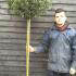Ilex Meserveae Blue Princess Topiary Trees for sale London UK