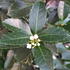 Ilex Meserveae Heckenblau