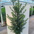 imhb 1.75-2 m buy online UK.