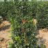 Ilex Meserveae Heckenfee Blue Holly 2-2.25 m buy online UK.