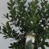 Ilex Meserveae Heckenpracht Blue Holly 30-40 cm buy online UK.