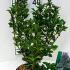 Ilex meserveae Heckenstar Blue Holly 30-40 cm buy online UK.