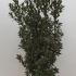 Ilex meserveae Heckenstar Blue Holly 1.25-1.5 m buy online UK.
