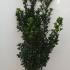Ilex meserveae Heckenstar Blue Holly 80-100 cm buy online UK.